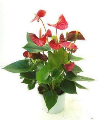 Anthurium Grande