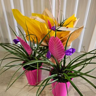 Joya Botánica Exclusiva: Tillandsia Cyanea "Pluma de Indio"