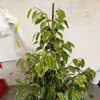 Ficus