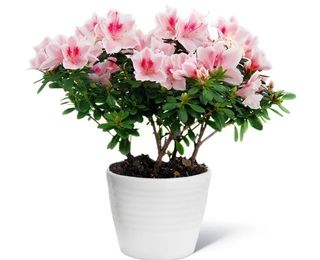 Azalea