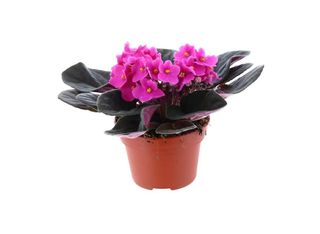 Сентполия, розова