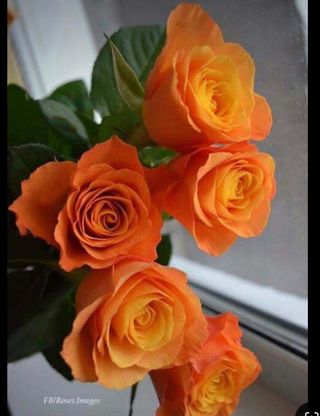 Bukiet z  5 róż pomarańczowych 
