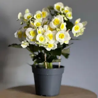 Begonia