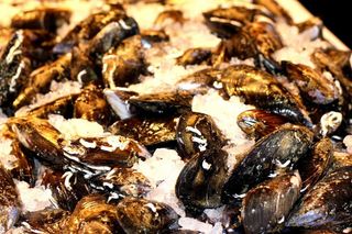 Mejillon Gallego  Precio Por Kg. Precio Por Kg.