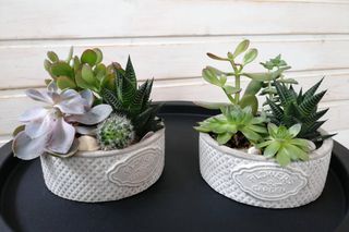 Suculente in vas din piatra