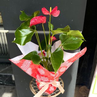 Anthurium To offer Taille M