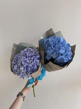 ჰორტენზია 