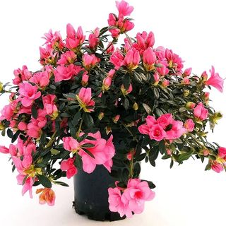 Pianta di azalea rosa