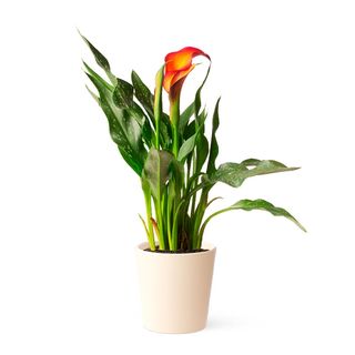 Lirio de Agua Naranja