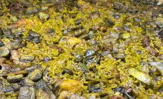 Arroz de faves i carchofes 