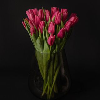 Ramo De 20 Tulipanes Fucsia