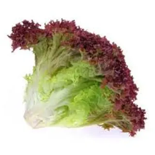 Lollo misto