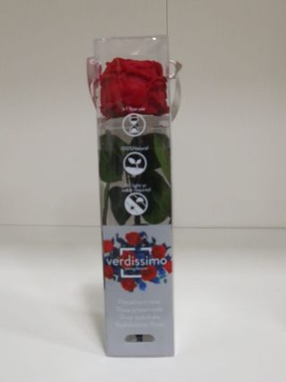 Trandafir Criogenat Rosu La Fir