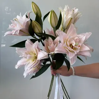 Ramo de 5 Lilium Lotos Rosado