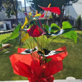 Anthurium 