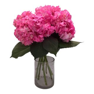Ramo De 8 Tallos De Hortensia Fucsia Premium