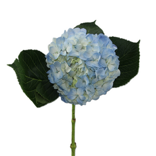  Hortensia Azul Flor Suelta (Por unidad/No es un ramo/No bouquet) 