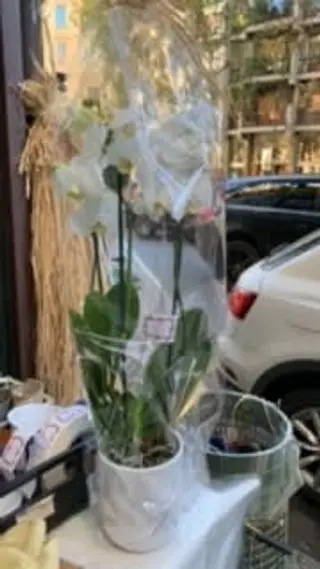 Orchidea