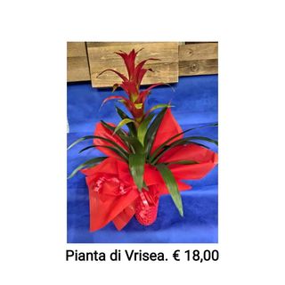 Pianta Vrisea 