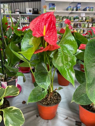 Anthurium 