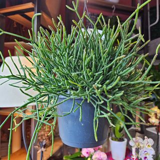 Bellissima succulenta