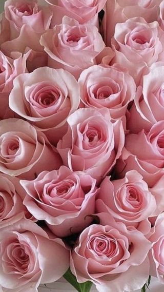 Trandafir roz deschis 