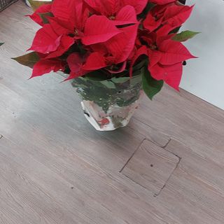 Stella di Natale sono bellissima 60 m bello pieno