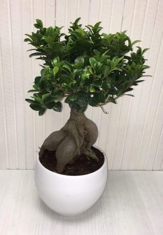 Bonsai di Ficus Ginseng medio