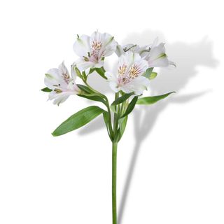 Alstromeria bela