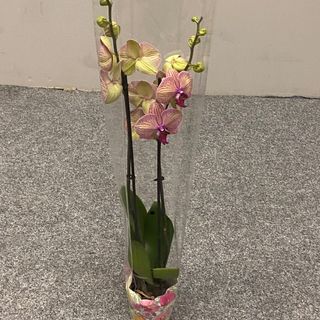 Фаленопсіс 