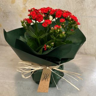 Kalanchoe rojo