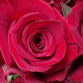 Rosa singola 
