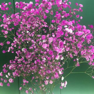 Ramo Paniculata Rosa