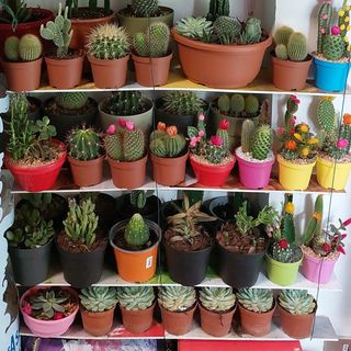 Piante  grasse piccole e medie vari tipi e dimensioni