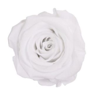 Rosa preservada blanca