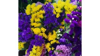 ლიმონიუმი ფერადი