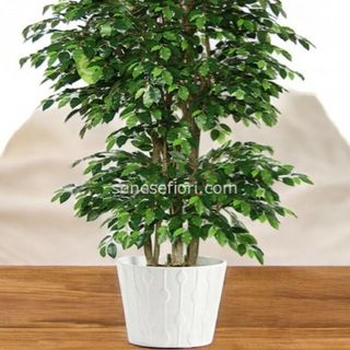 ficus benjamino media