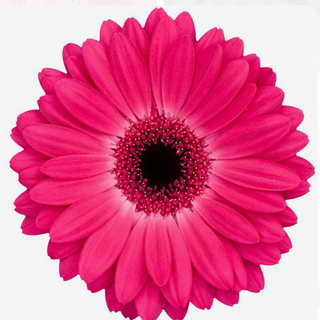 Gerberas Rosa Fúscia
