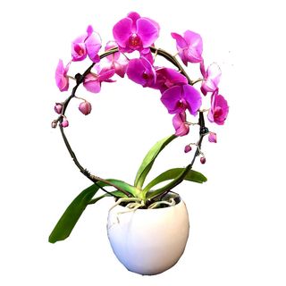 Orhidee Phalaenopsis Cascade cu vas decorativ