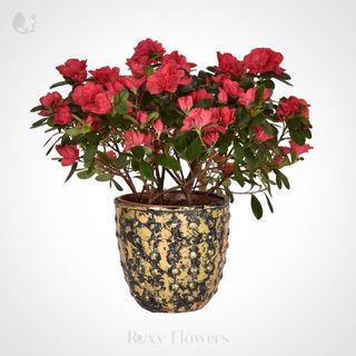 Azalee În Ghiveci Mediu