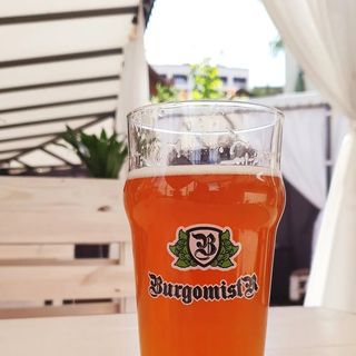 Burgomistr Ipa (1л)