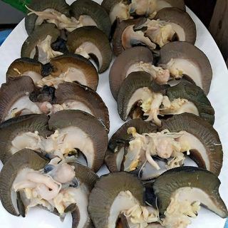 Medium Snails fresh -10pcs