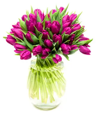 Paquete  40 Tulipanes Morados