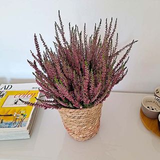 PLANTA DE ERICA