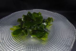 Wakame Seaweed (30g)