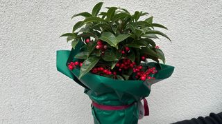 Ardisia w ozdobnym opakowaniu