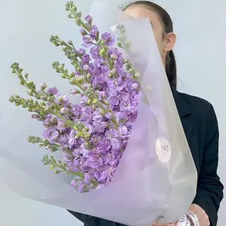 Lilac Matthiola 