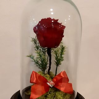 Trandafir criogenat in cupola de sticla