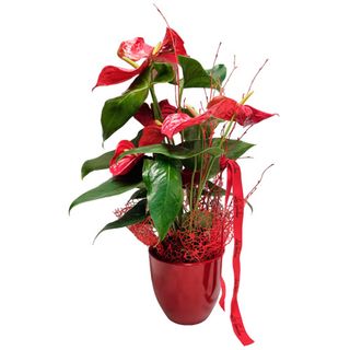 Anthurium con Macetero