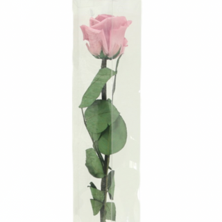 Rosa Preservada (Rosa)